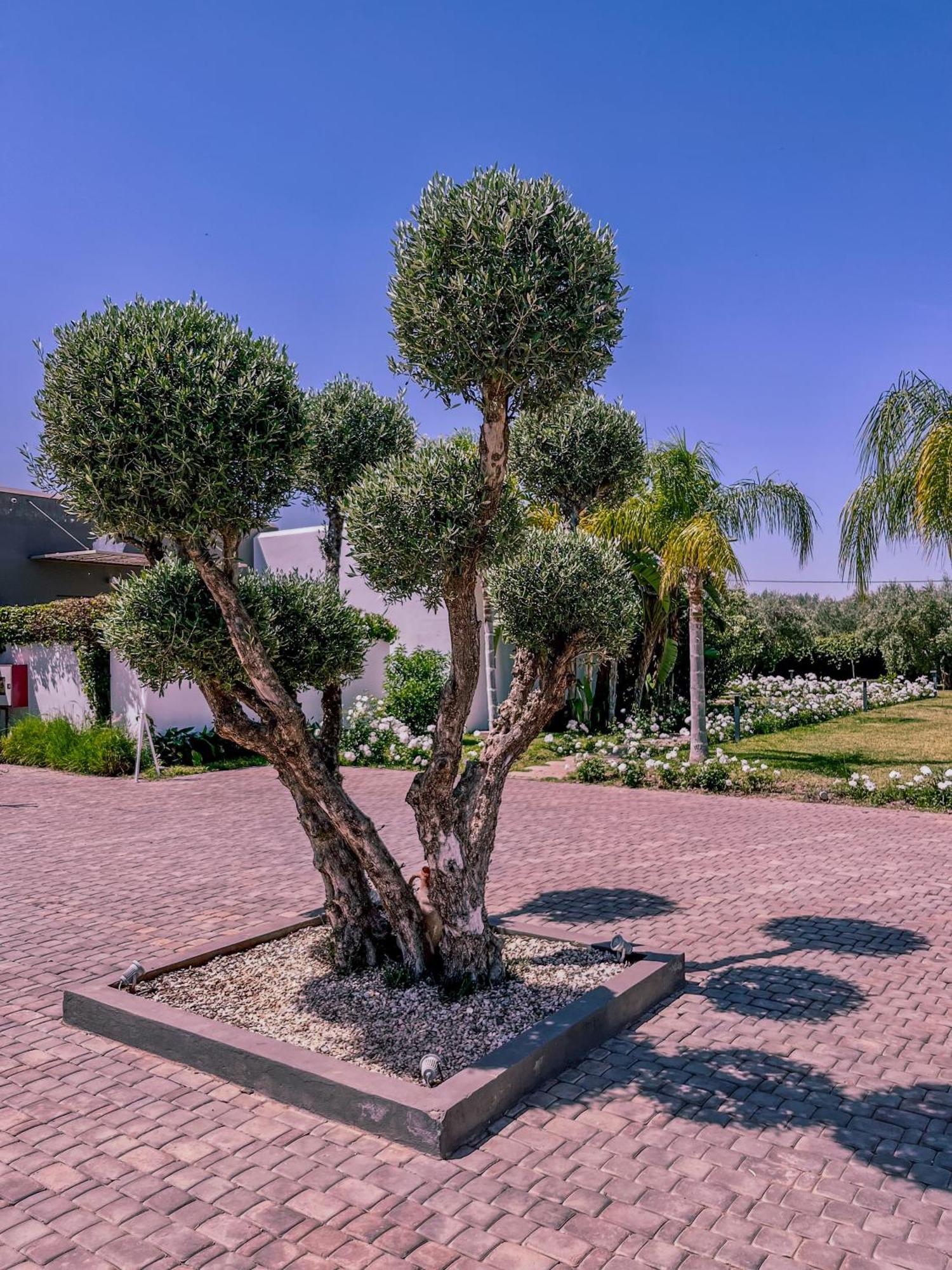 Villa Jardins D'Isa Lagouassem Bagian luar foto